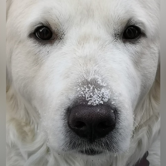 Meet your Posher, Diandra - Picture 1 of 1